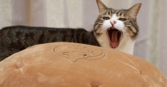 安静にしていられない猫。