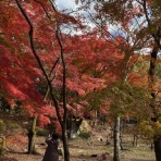 あだると山の会