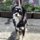 『【犬】あずきちゃん 家族が決まりました』の画像