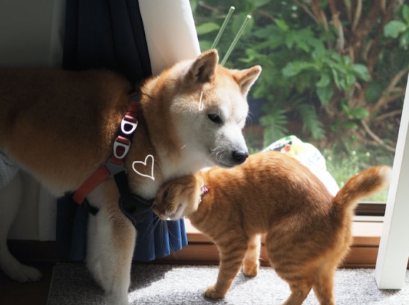 久しぶりに晴れた♪