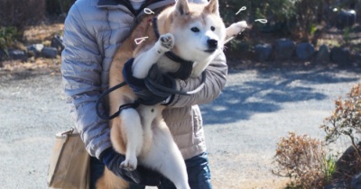 柴犬貫太、今日はサロン！