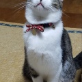 輪中農家