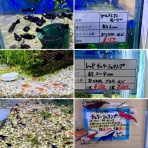 SONOアクアプランツファーム水草･海藻情報局
