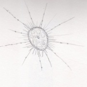 Achanthocystis　sp．?　小型の太陽虫類