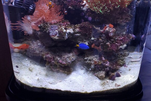 楽して海水魚16 Eco Mini 14r Aquarium