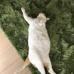 にゃんこ速報～修羅場・キチママ・生活まとめ～