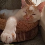 隊長の愛情物語＊雑貨と猫との暮らし