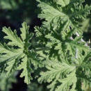 正直に検証すべき信念