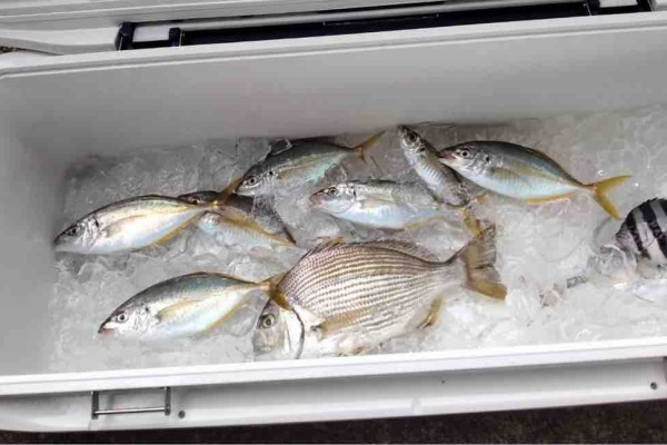 BRIEFING - しんちゃんまる BRIEFING - しんちゃんまる ぽちゃまるコレクション しんのすけ