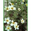 ウインターコスモス