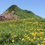『【大野亀】カンゾウ開花情報（5/25）』の画像