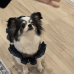 WanWan net🐾ボランティアチーム