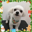 ＊＊＊12月のお友達紹介＊＊＊