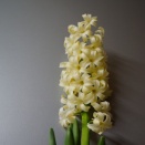 ヒヤシンスとムスカリの水栽培 7週目