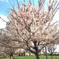 【File No.2-７】　D.C. 桜
