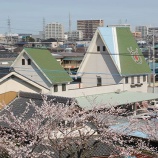 『春です！桜が咲きました』の画像