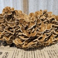 舞茸、里芋･･･ 山形の秋の味覚は最高です！