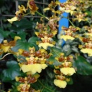 オンシジューム・スパセラツム　