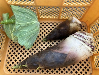 タケノコをもらった