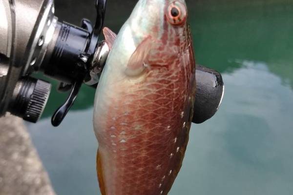 お盆釣行にまだ間に合います！レボLT HAPPY ANGLER 釣りおじさん 即掛 際釣りSP240 海上釣堀ロッド
