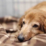 『【里親募集中】ミニチュア・ダックスフンドのメイ』の画像