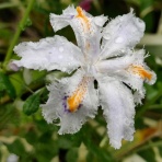 つれづれなるままに、いぬとし２