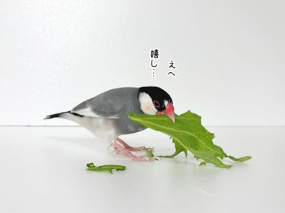 兄たんはつらいよ