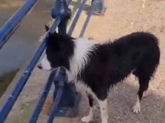 犬のボールが海に落ちてしまった。ここからは降りられない。任せてください！ → 犬はこうします…