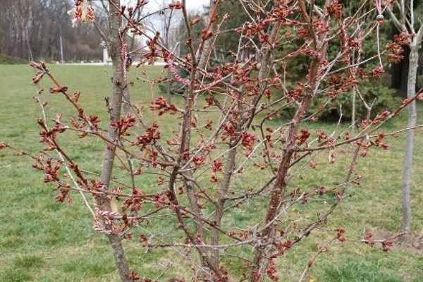 みどりむし In ヨーロッパのどこか ４ 日本とみどりむし