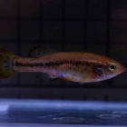 『5月21日(水)欧州便急遽入荷🐟』の画像