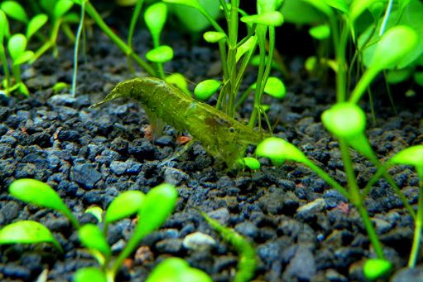 何かやたら緑色のエビ 緑揺れる水景