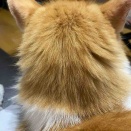 後頭部