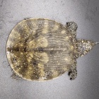 『爬虫類入荷情報！』の画像