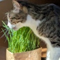 ねこ草