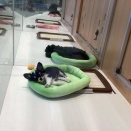 【トリミングブログ】チワワくん　お手入れ