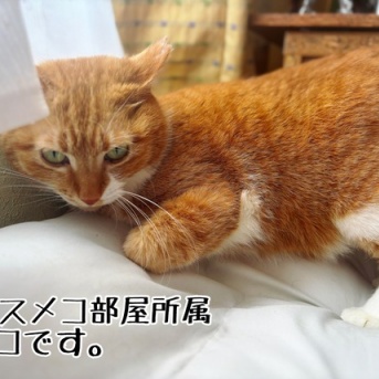 おウチの中なら大丈夫☆幸せ便りクイズ