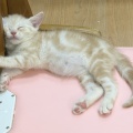 ぐっすりおねんね中zzZ