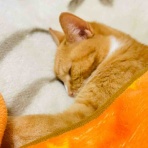 おてんば茶々姫