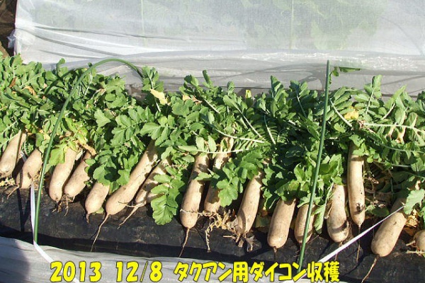 コロちゃんのやさい畑 有機 無農薬栽培 ダイコン