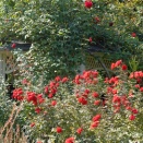 横浜イングリッシュガーデン　バラ、ケイトウ　