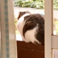 猫に小判を与えたら。 埋蔵金：千九百弐拾参両　結局ぅ寝ぇ～へんやんっ！