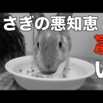 うさぎ動画館　うさぎ動画まとめ