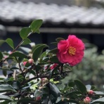 ちいさな暮らし