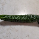 今年始めてのキュウリがなりました。