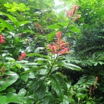 山の草木に息吹を与える風