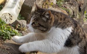 猫写真家・沖 昌之のブログ　野良ねこちゃんねる。　