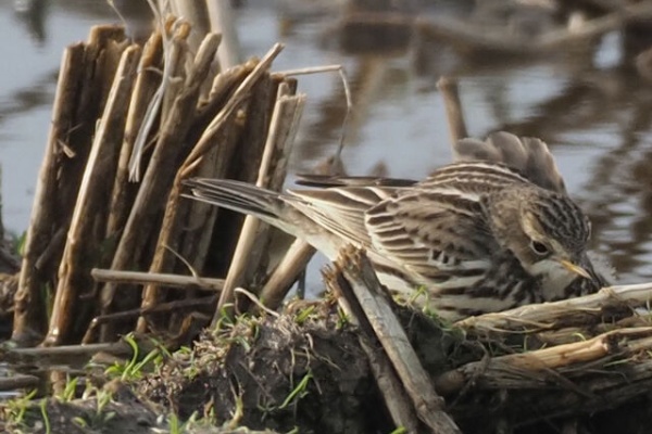 とりみる ビンズイ