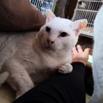 うちのとらまる