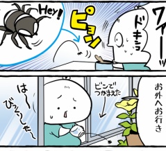 おうち大好き蜘蛛