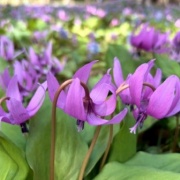北海道の広大な公園のエゾエンゴサクの花畑